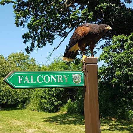 Dublin Falconry