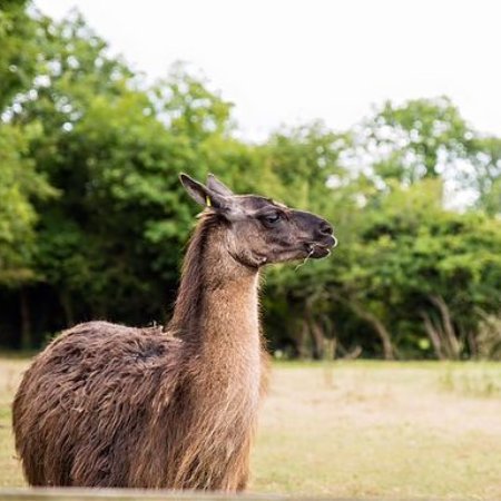 Clonfert Pet Farm