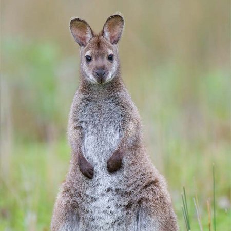 Wallaby Woods
